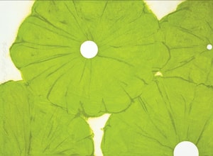 Donald Sultan - Four Green Poppies April 24