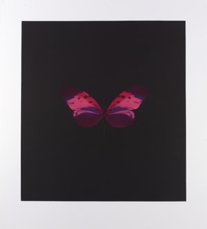 Damien Hirst - Memento 4