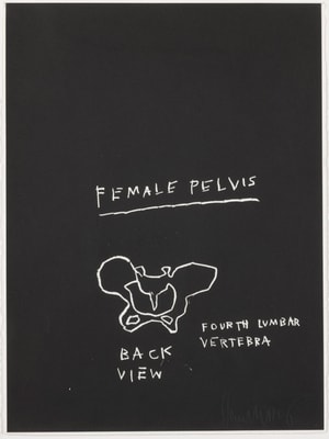 Jean-Michel Basquiat - Female Pelvis, Back View, from Anatomy