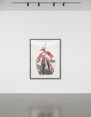 Jonas Wood - Untitled (pink)