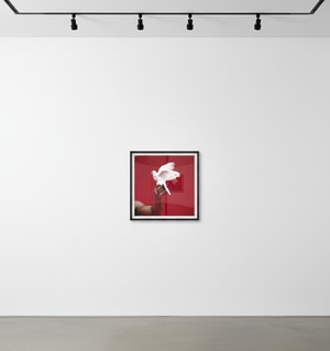 Michel Comte - Mike Tyson (hand)