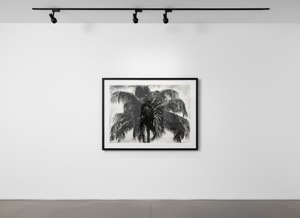Robert Longo - Study Of P.R. Palm