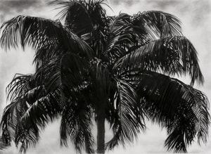 Robert Longo - Study Of P.R. Palm