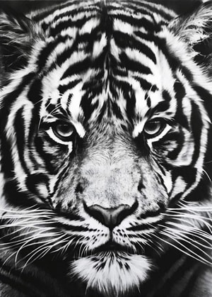 Robert Longo - Untitled (Tiger)
