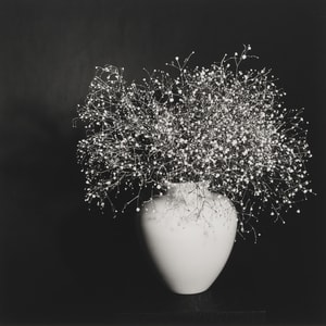 Robert Mapplethorpe - Baby's Breath