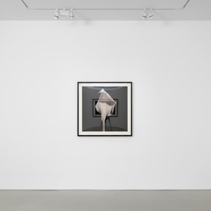 Robert Mapplethorpe - Calla Lily