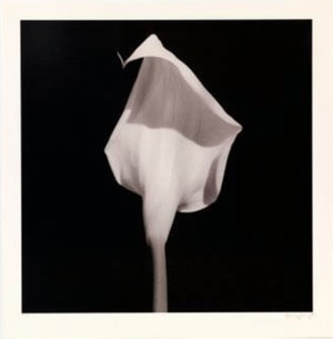 Robert Mapplethorpe - Calla Lily