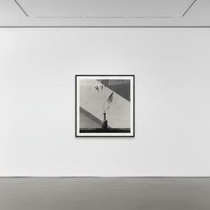 Robert Mapplethorpe - Flower