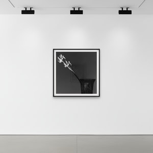 Robert Mapplethorpe - Iris