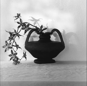 Robert Mapplethorpe - Orchids