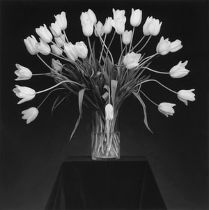 Robert Mapplethorpe - Tulips