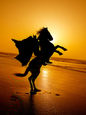 Sebastian Magnani - Daily Bat - Night Rider