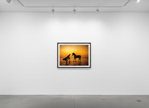 Sebastian Magnani - Daily Bat - Wild Spirits