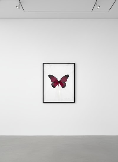 The Souls IV (Fuchsia Pink - Raven Black)