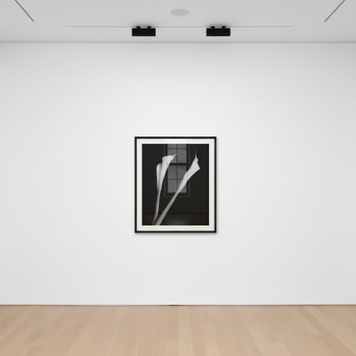 Robert Mapplethorpe - Calla Lilies, 1985