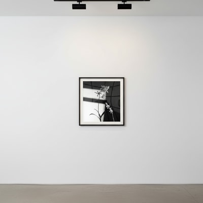 Robert Mapplethorpe - Flowers, 1986