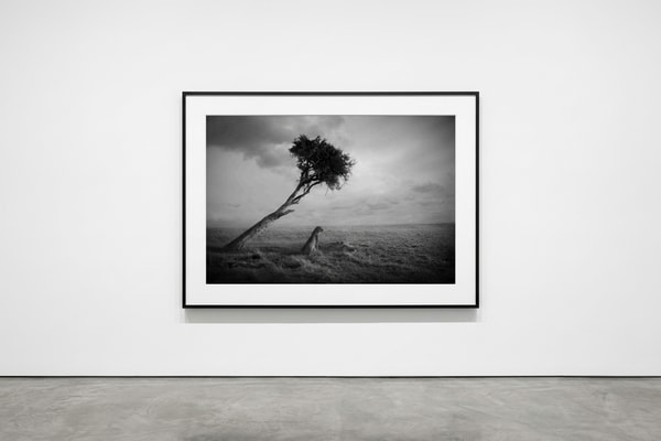 Björn persson - King of Kings, Pigment Print