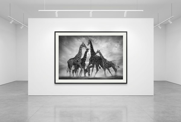 Björn persson - Dance of the Giraffes, Pigment Print
