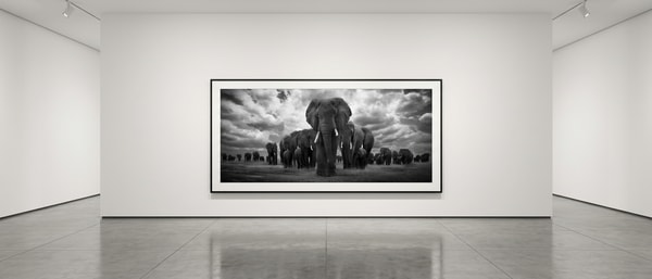 Björn persson - Pride of Africa, Pigment Print