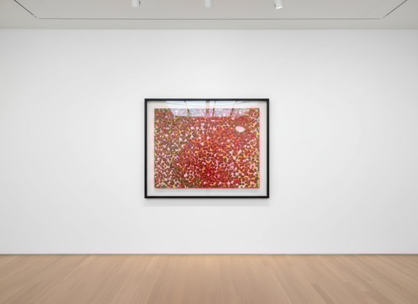 Damien Hirst - H4-7 Ryoanji, 2020, Diasec-mounted Giclée print on aluminium panel
