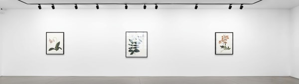 Jonas Wood - Three Clippings, 2018, Set of 3 Mixografia screenprints on Handmade paper