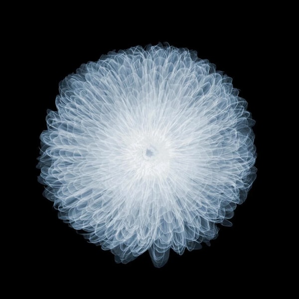 Nick Veasey - Britbloom Chrysanthemum, 2019