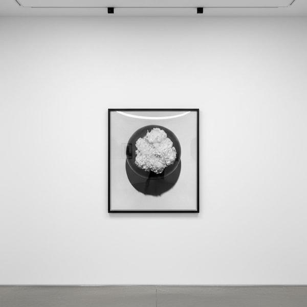 Robert Mapplethorpe - Carnations, 1978, Silver gelatin print