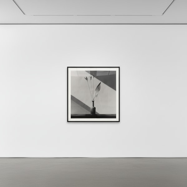 Robert Mapplethorpe - Flower, 1982, Silver Gelatin print