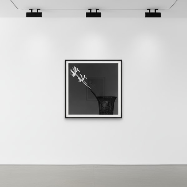 Robert Mapplethorpe - Iris, 1982, Silver gelatin print