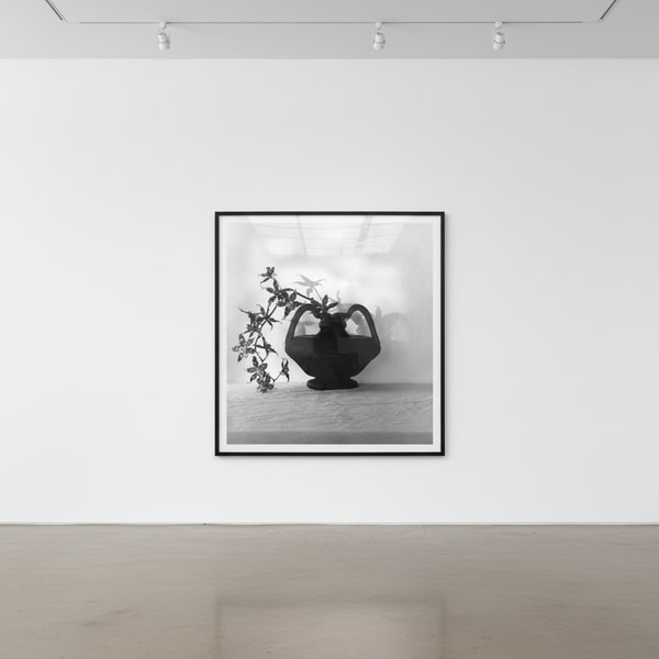 Robert Mapplethorpe - Orchids, 1983, Silver Gelatin print