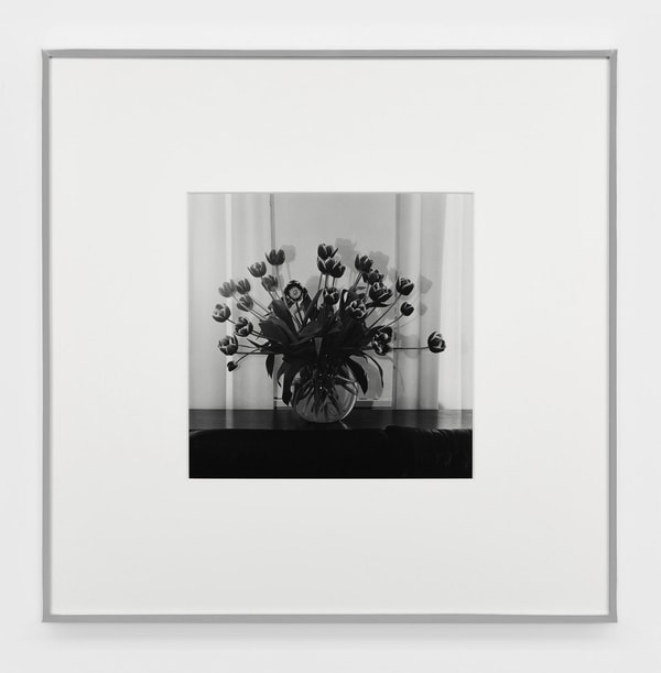 Robert Mapplethorpe - Tulips, 1979
