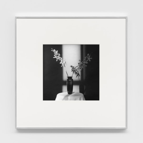 Robert Mapplethorpe - Orchid, 1980